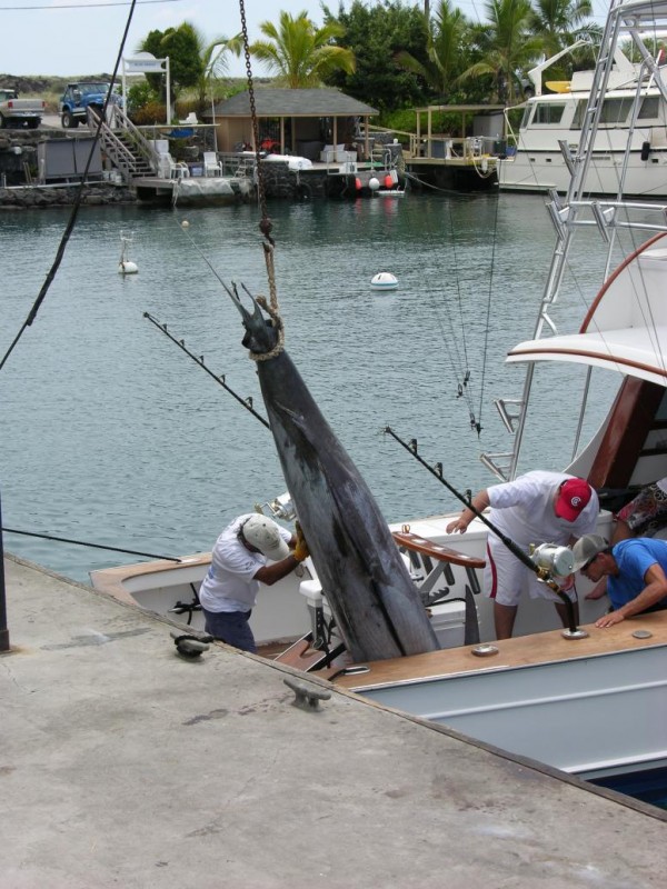 nl-marlin-off-boat-3-ad2