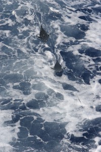 IMG_5934