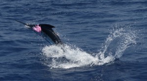 IMG_6145