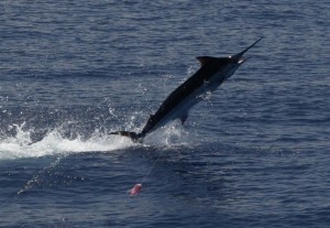 IMG_6468