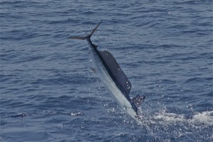 IMG_6785