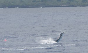 IMG_7099