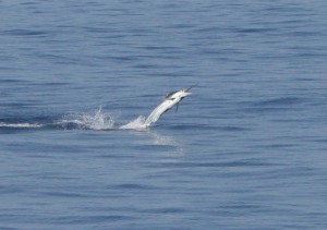 IMG_7162