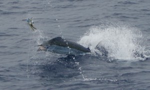IMG_7224
