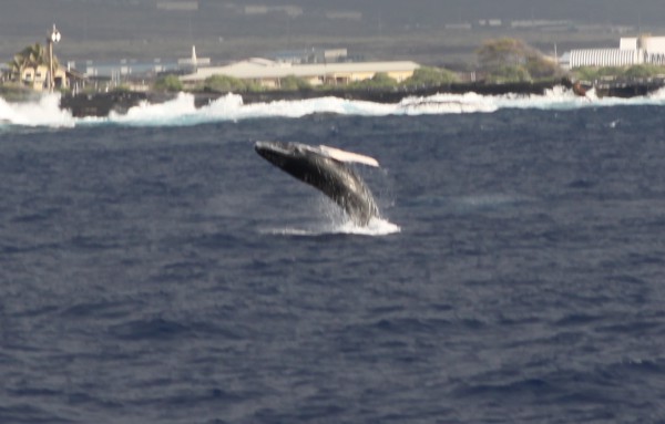 whale