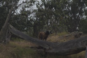 IMG_0887 IMG_0887