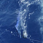 IMG_2397 IMG_2397